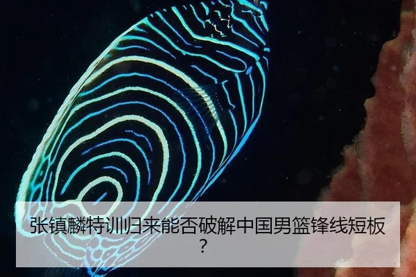 张镇麟特训归来能否破解中国男篮锋线短板？